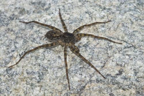 Pardosa sp.